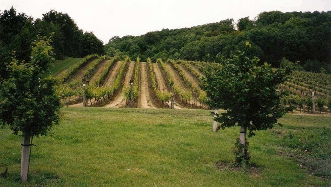 Godstone Vineyards